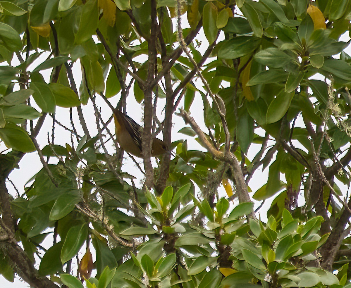 Baltimore Oriole - Joseph Zeno