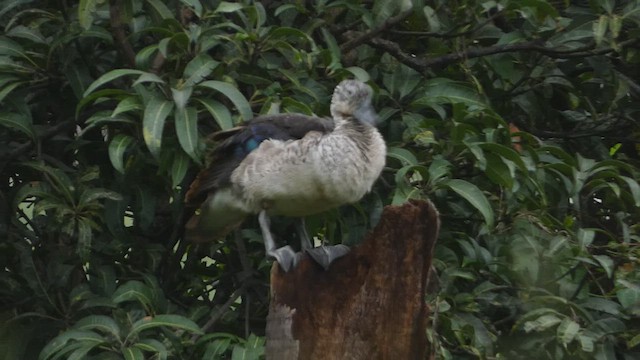 Pato Crestudo Afroasiático - ML488859941