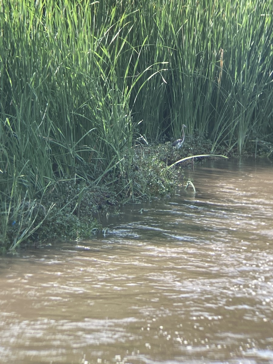 Tricolored Heron - ML488860801