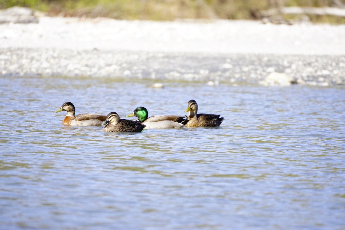Canard colvert - ML488861621