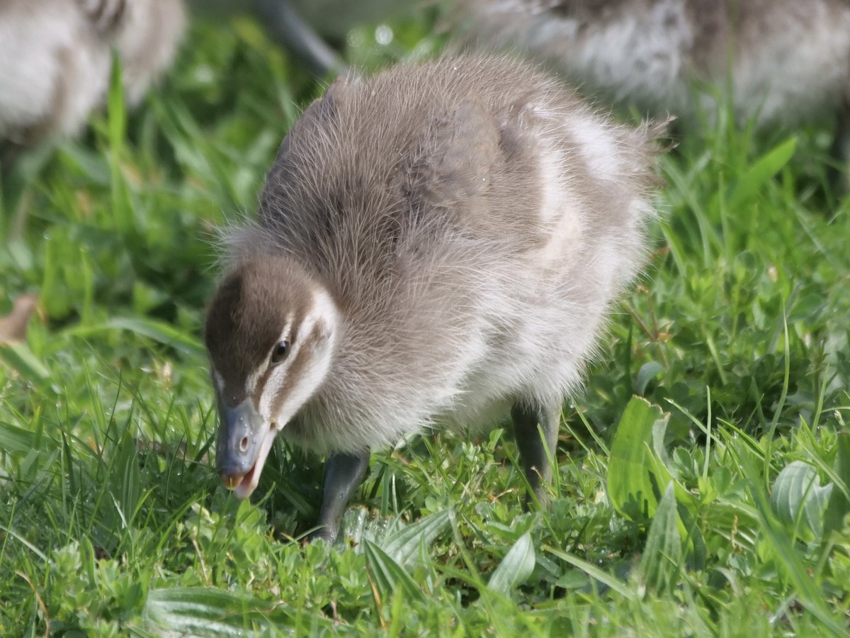 Maned Duck - ML488861921