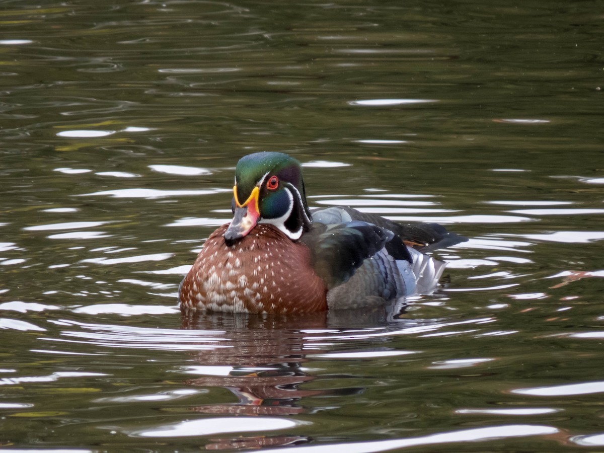 Wood Duck - ML488865521