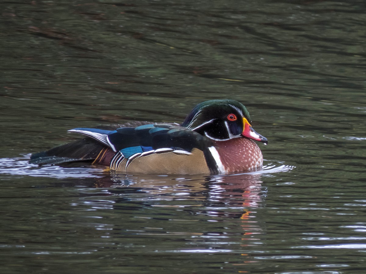 Wood Duck - ML488865531