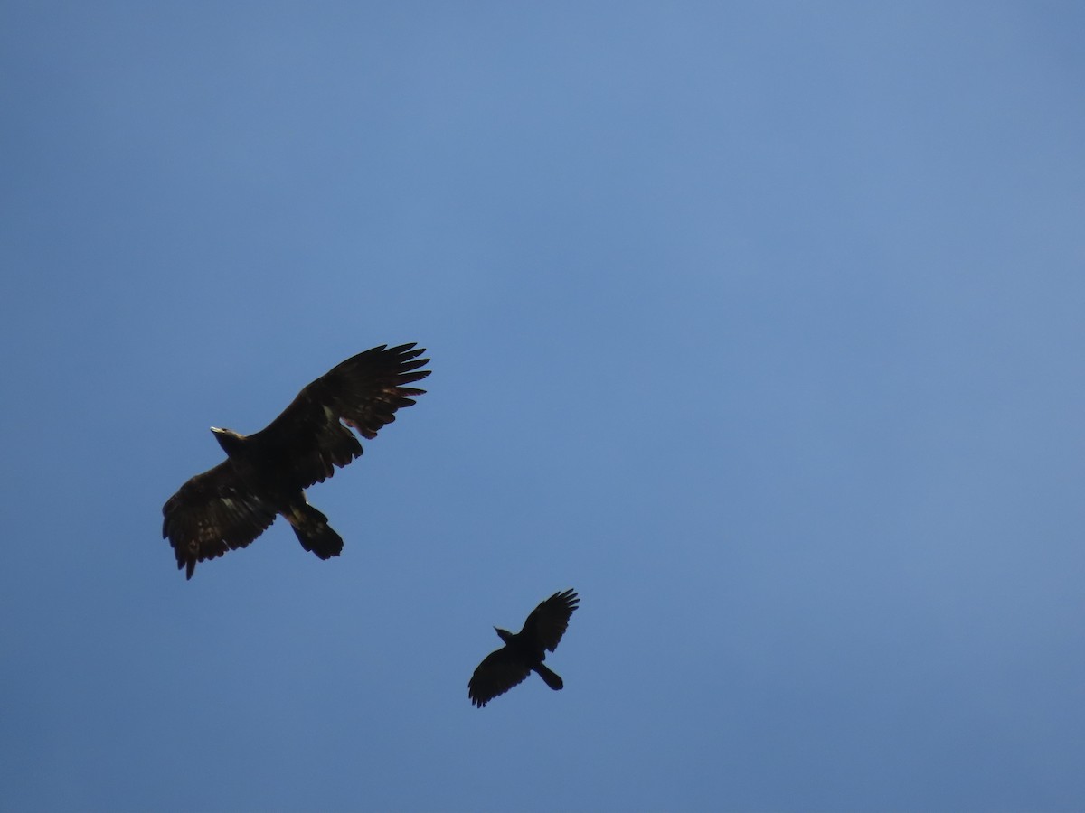 Steinadler - ML488865551