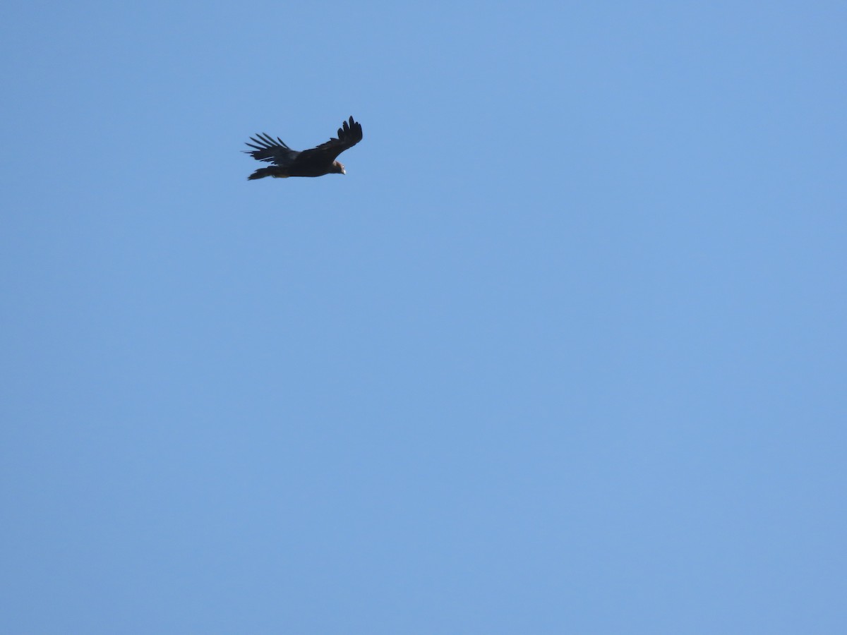 Steinadler - ML488865561