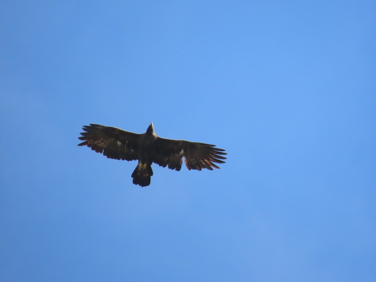 Steinadler - ML488865571