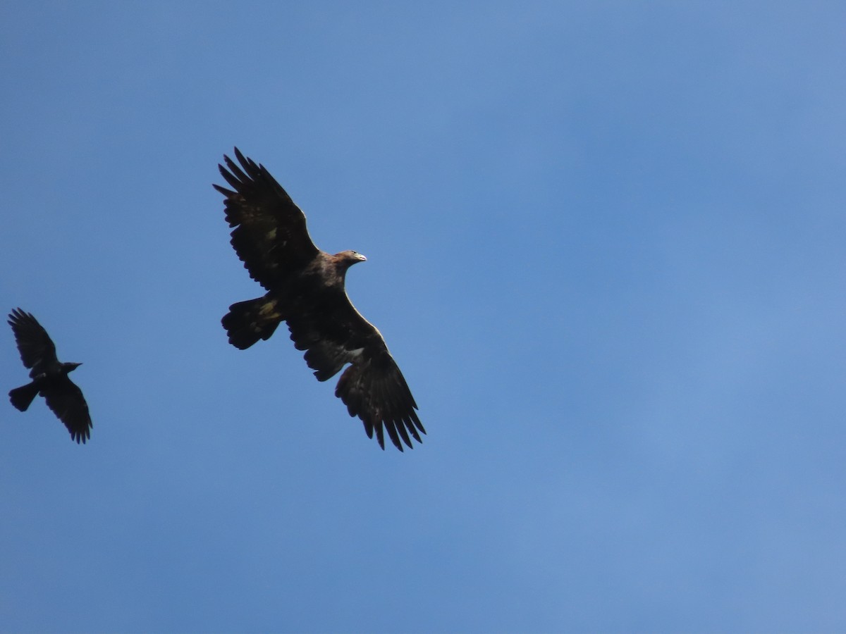 Steinadler - ML488865581