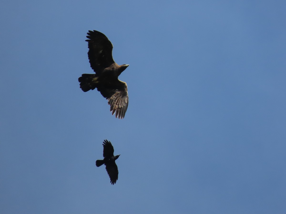 Steinadler - ML488865591