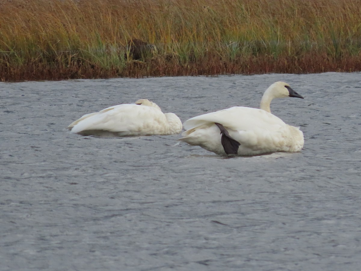 Trumpeter Swan - ML488866691