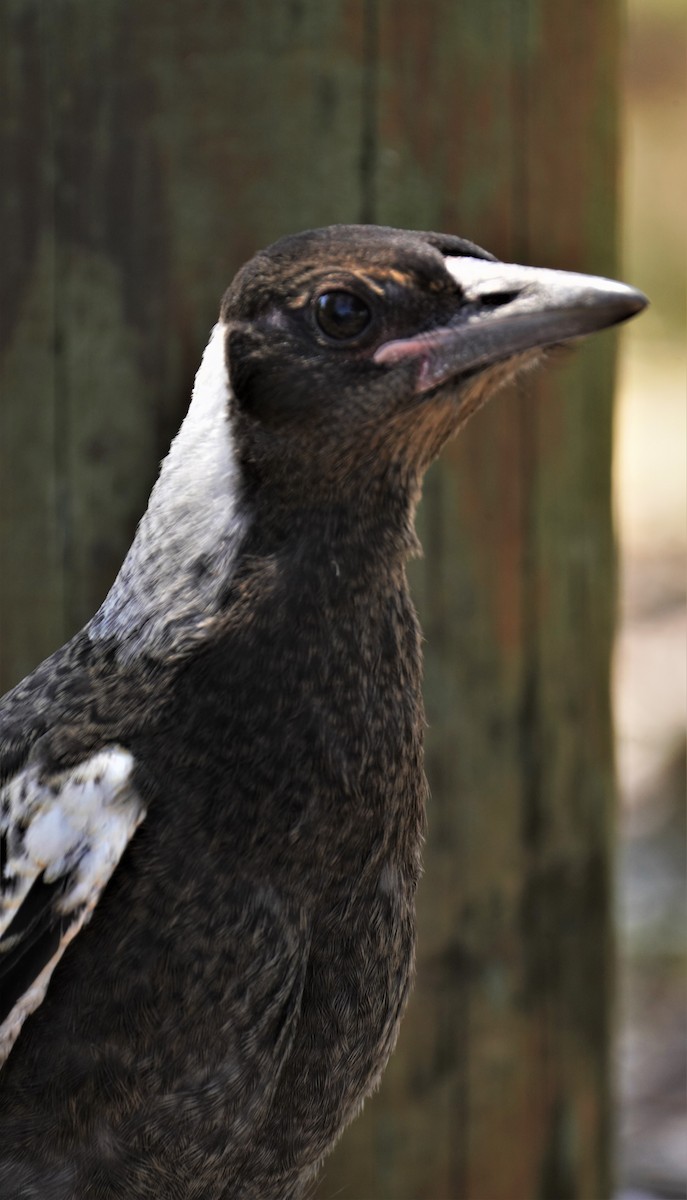 Australian Magpie - ML488866831