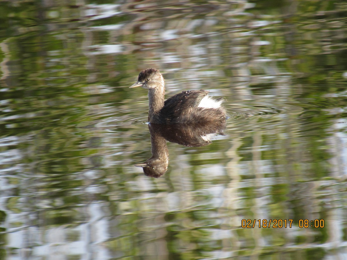 Least Grebe - ML48886721