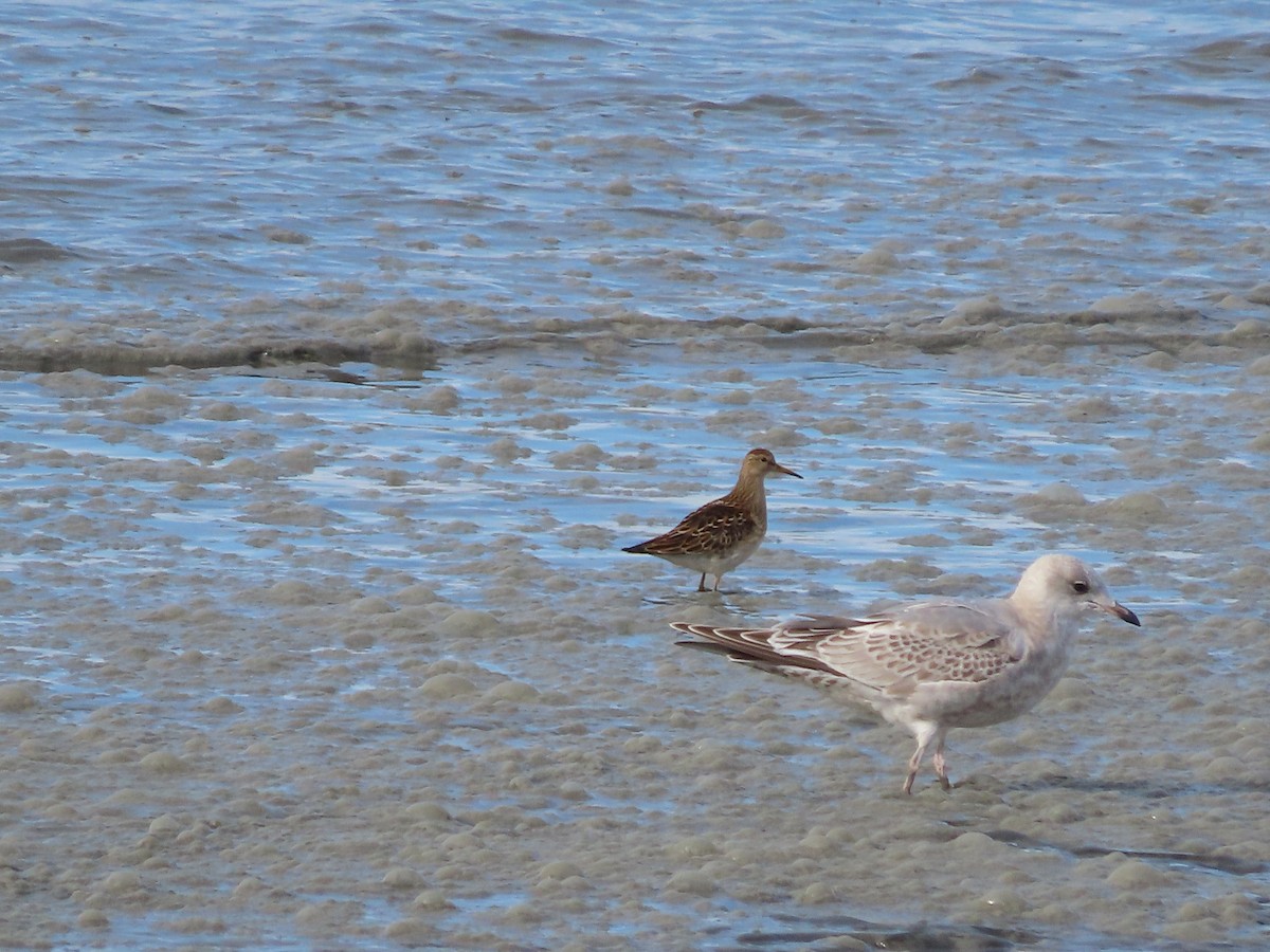 Bécasseau à poitrine cendrée - ML488867881