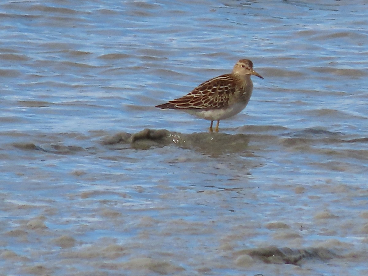 Pectoral Sandpiper - Laura Burke