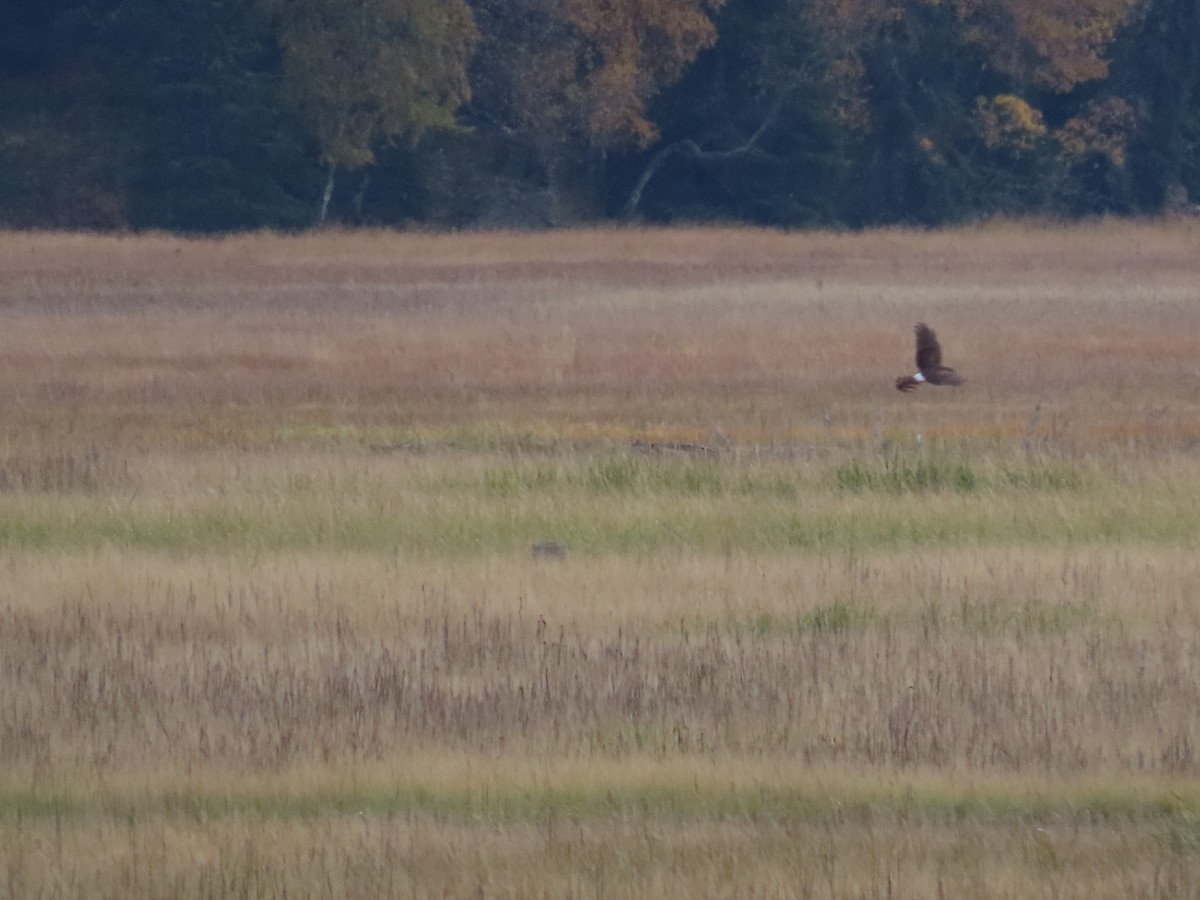 Northern Harrier - ML488867961