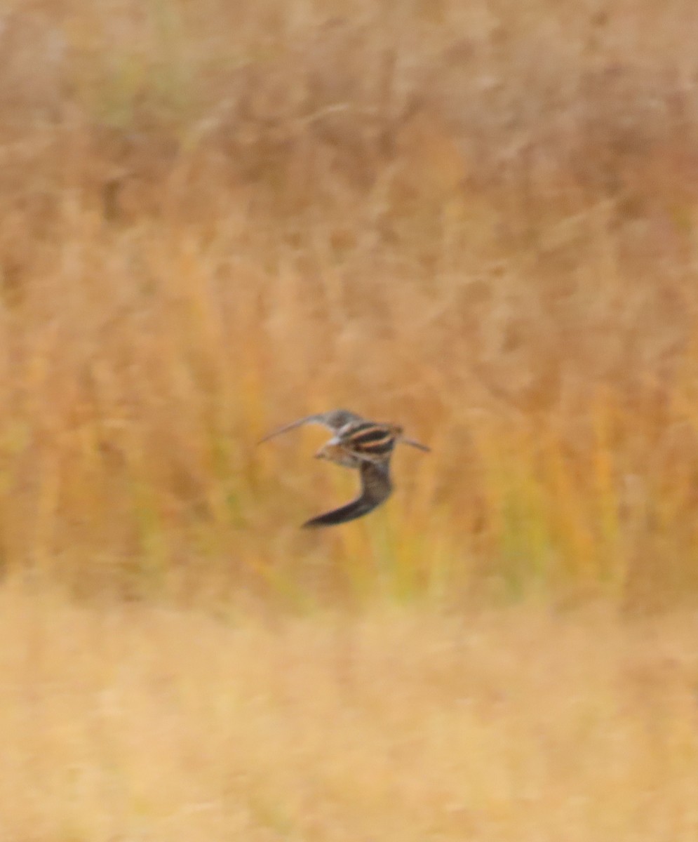 Wilson's Snipe - Laura Burke