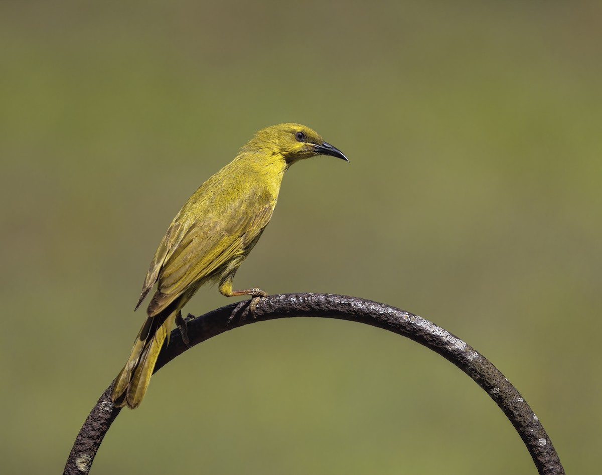 Yellow Honeyeater - Jill Duncan &  Ken Bissett