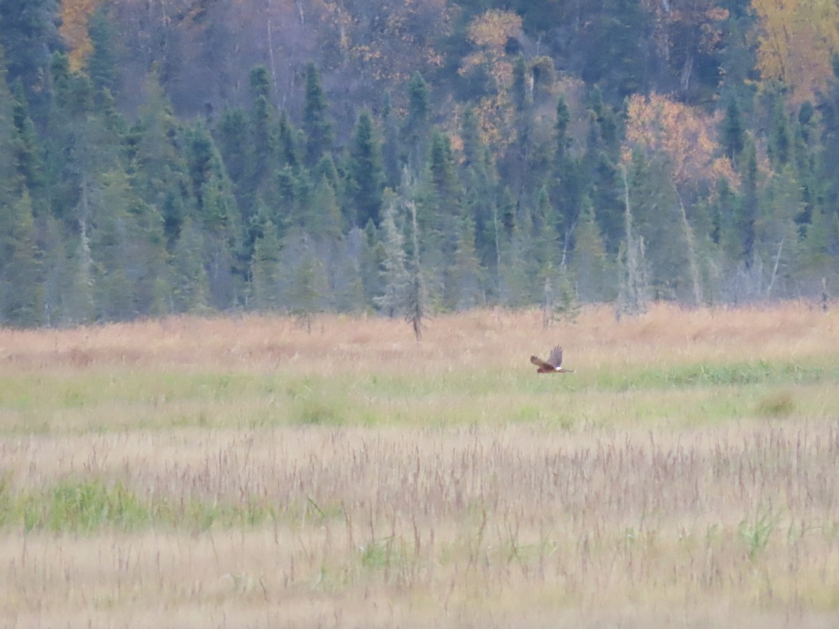 Northern Harrier - Laura Burke