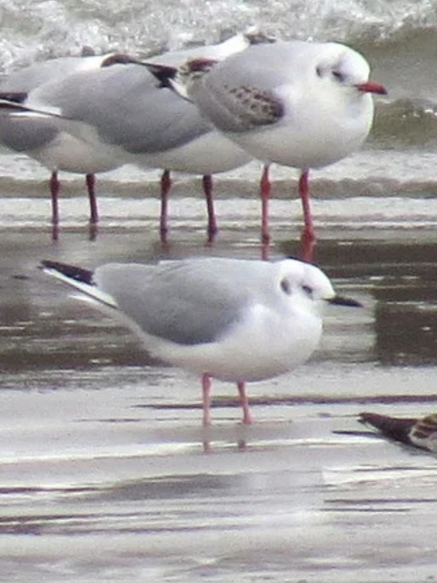 Bonaparte's Gull - ML488869031