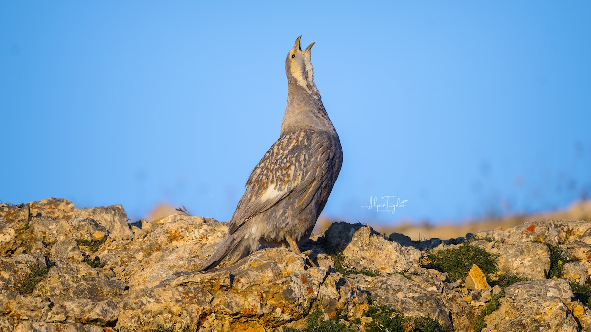 Caspian Snowcock - Alper Tüydeş