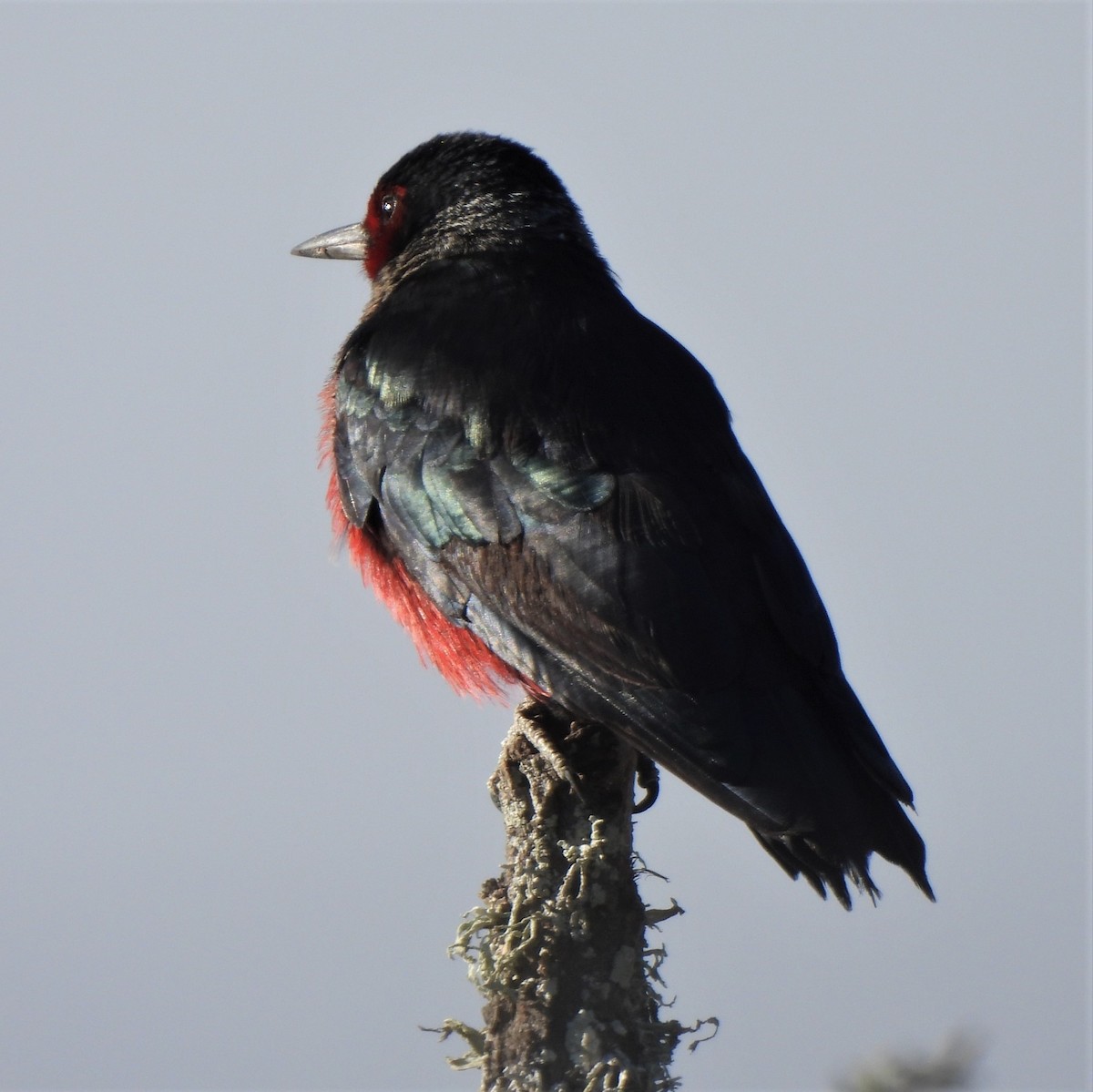 Lewis's Woodpecker - ML488871101