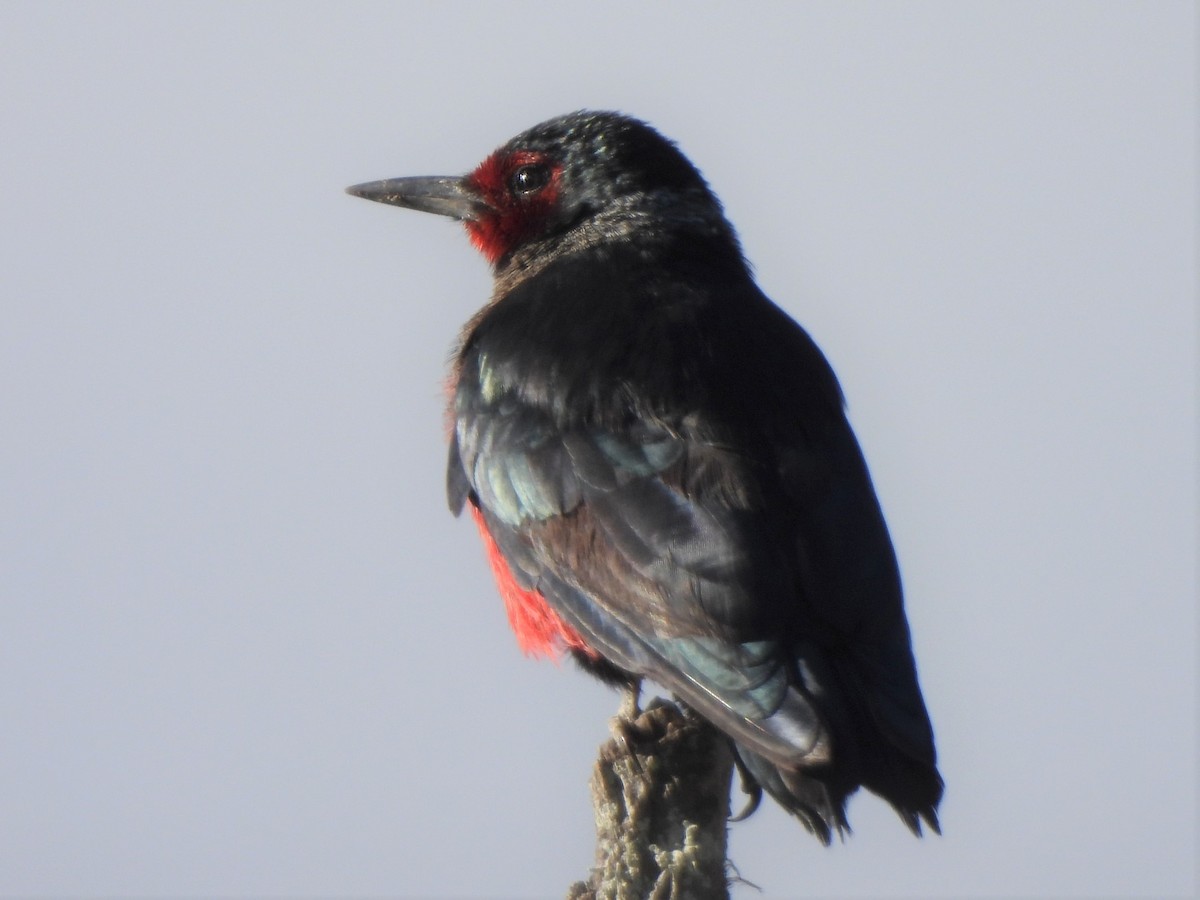 Lewis's Woodpecker - ML488871161