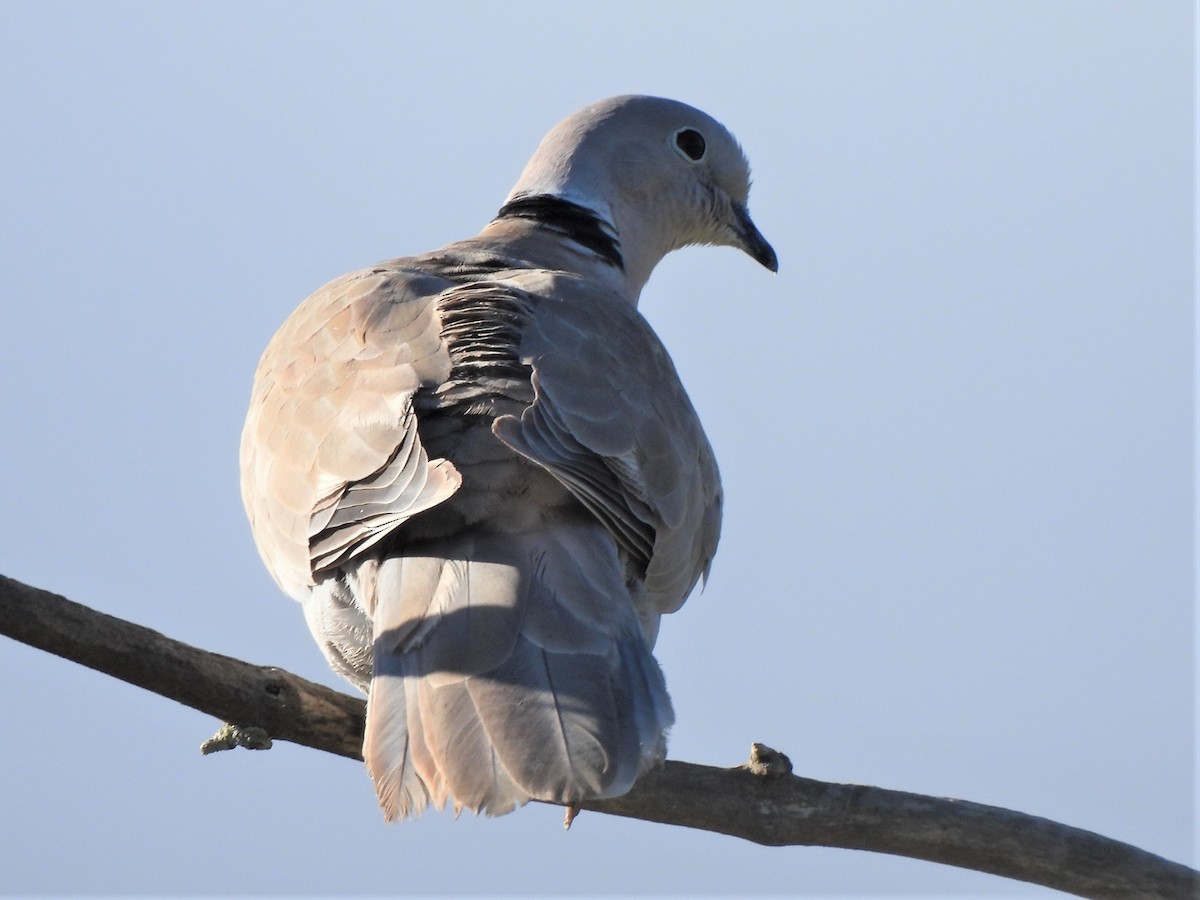 Eurasian Collared-Dove - ML488871231