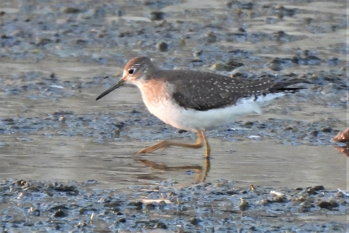 Solitary Sandpiper - ML488871691