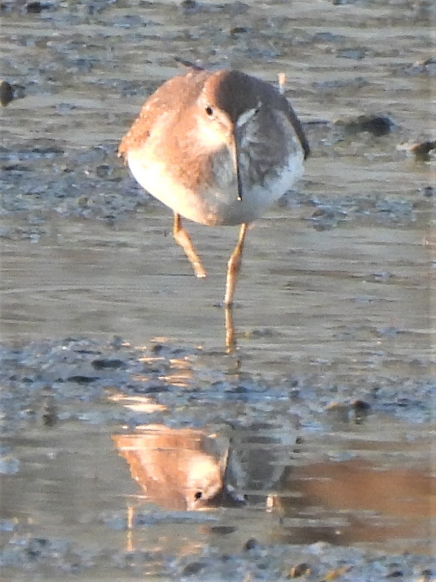 Solitary Sandpiper - ML488871731