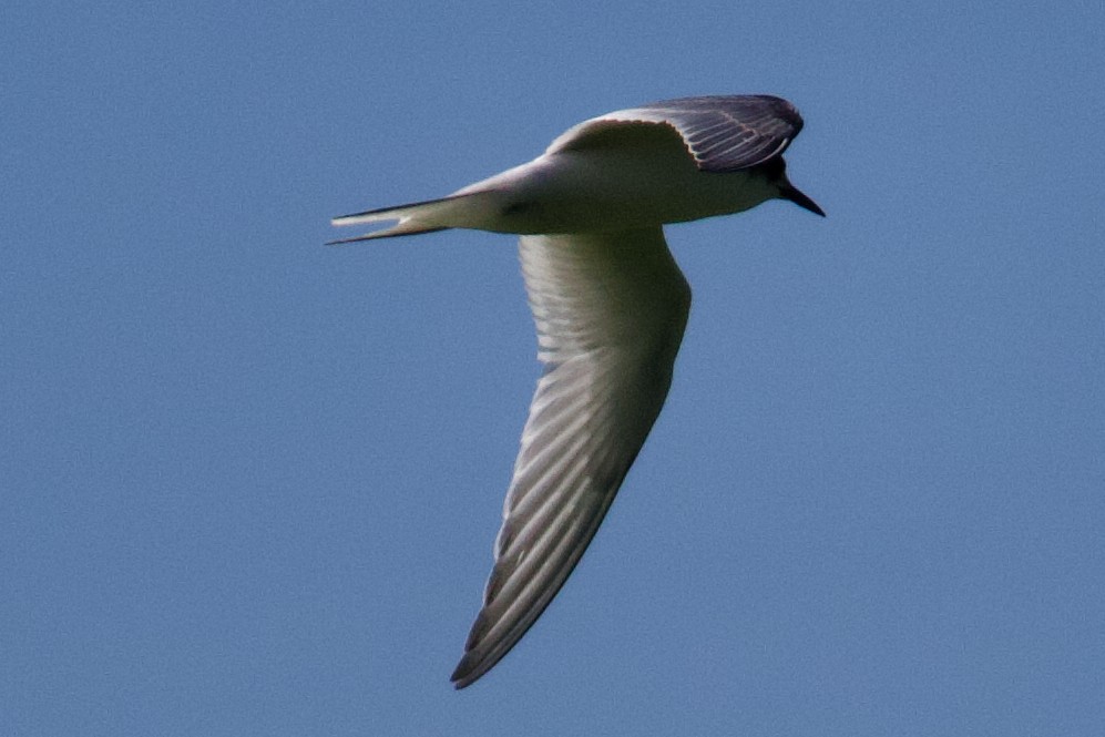 Arctic Tern - ML488871761