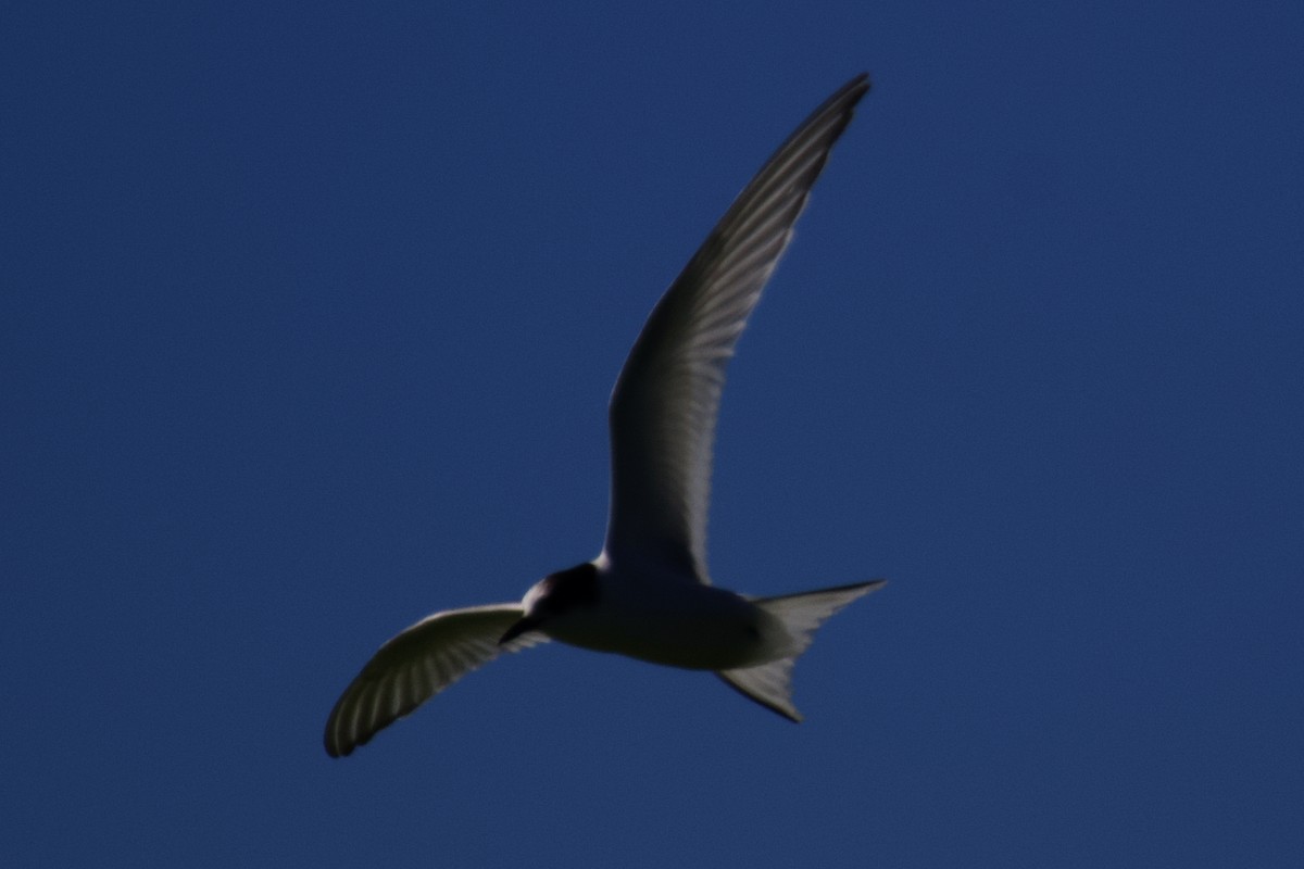 Arctic Tern - ML488871781