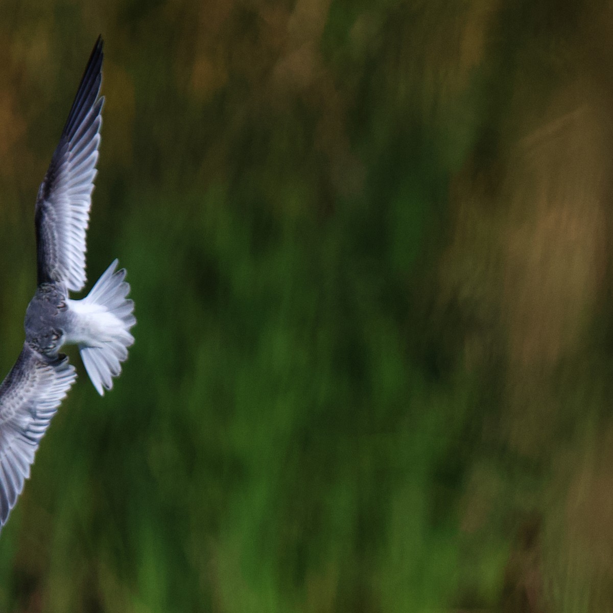 Arctic Tern - ML488871811