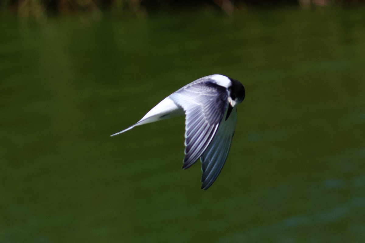 Arctic Tern - ML488871831