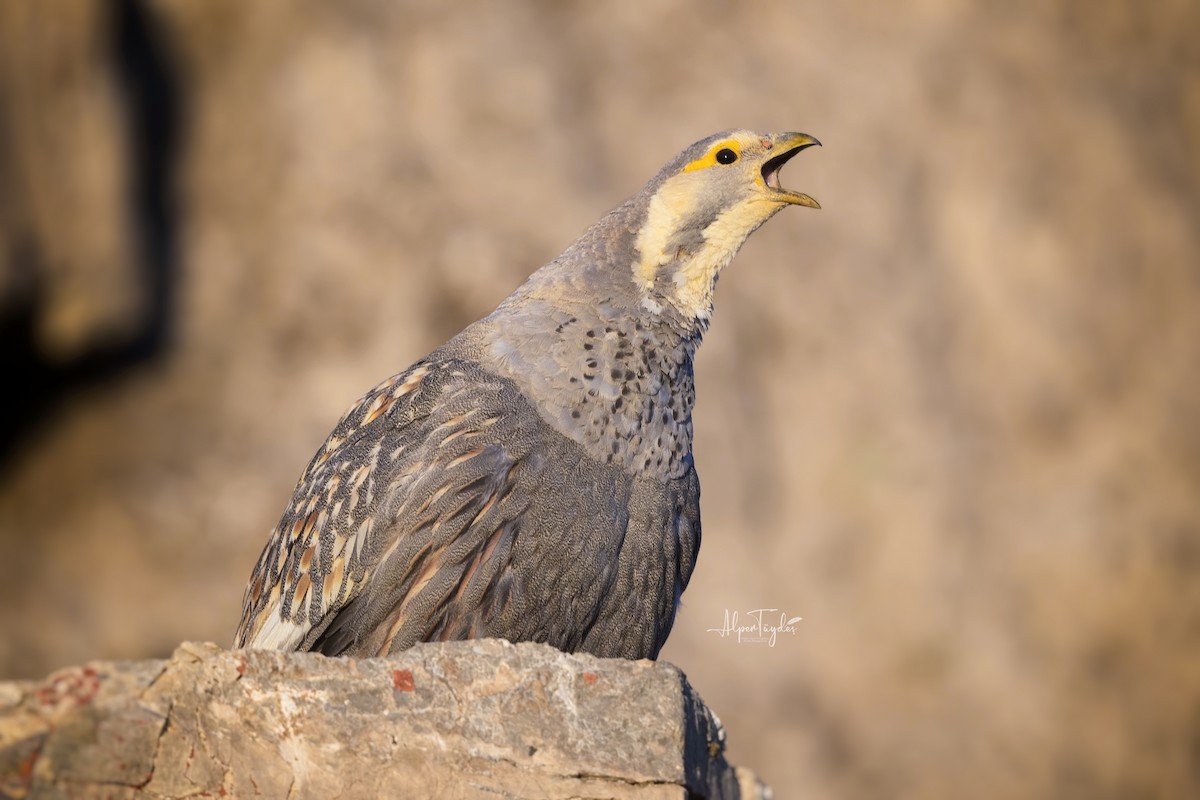 Caspian Snowcock - ML488872521