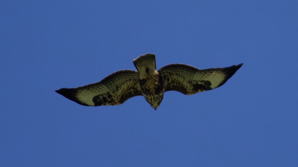 Common Buzzard - ML488873001