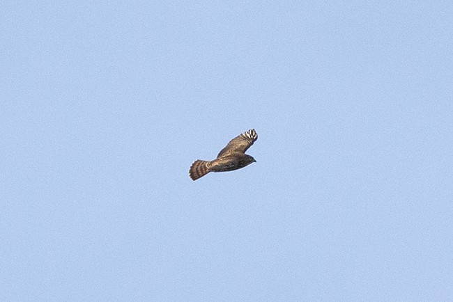 Broad-winged Hawk - Martin Wall