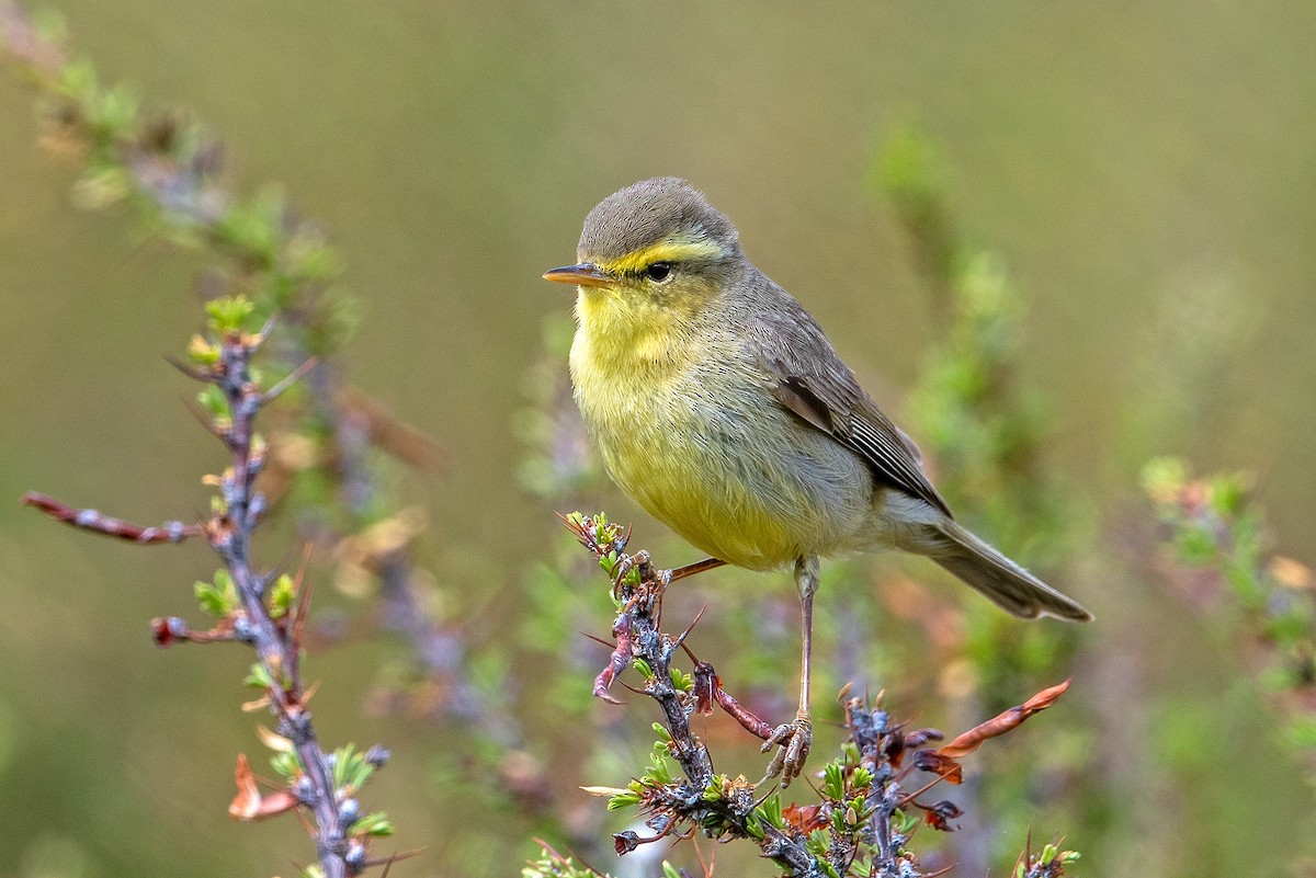 Pouillot de Tickell (affinis/perflavus) - ML488874391