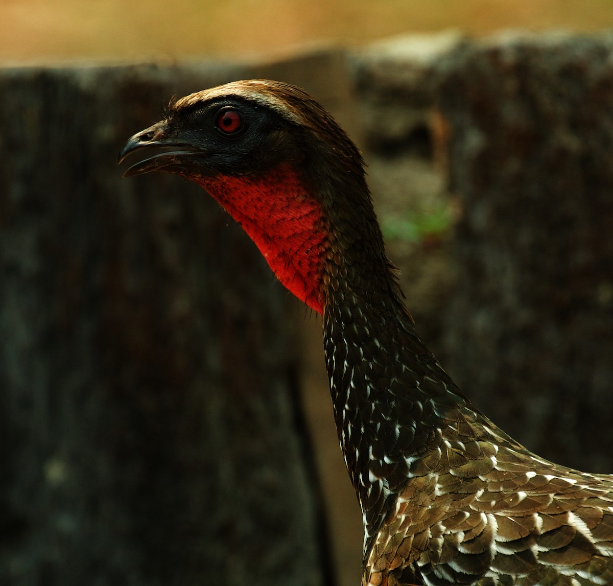 Chestnut-bellied Guan - ML488877371