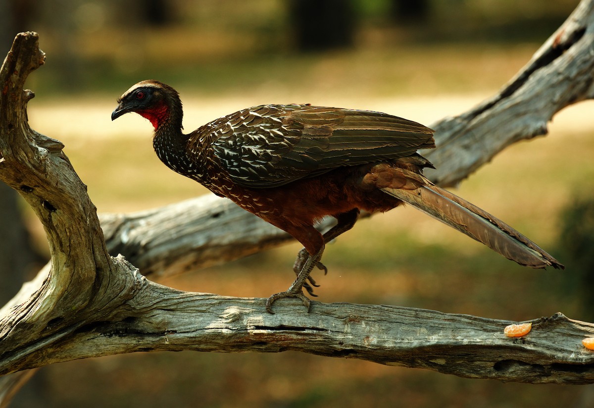 Chestnut-bellied Guan - ML488877401