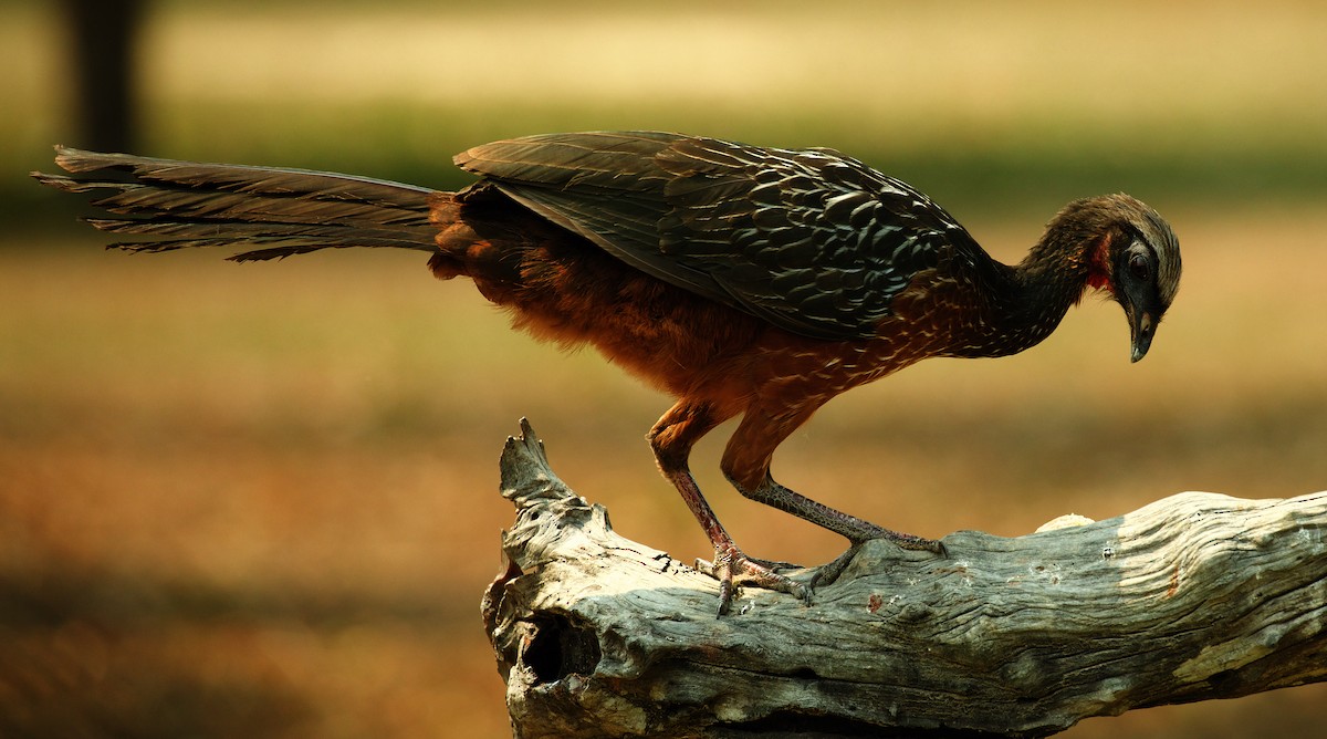 Chestnut-bellied Guan - ML488877411