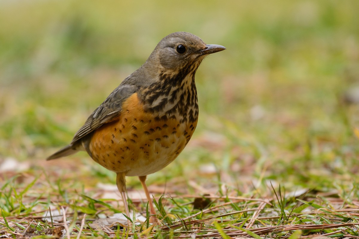 Gray-backed Thrush - Claudine Lamothe