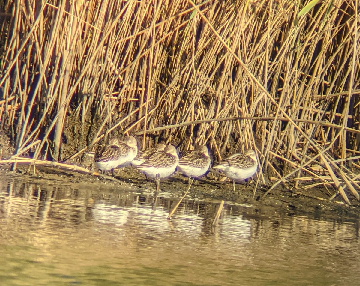 Western Sandpiper - ML488880441