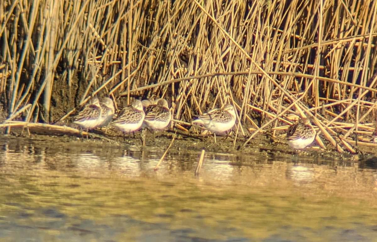 Western Sandpiper - d w