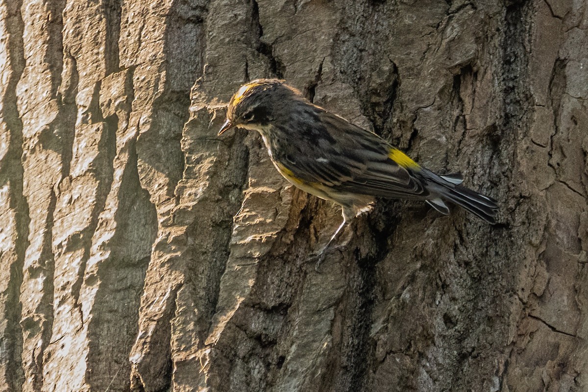 Yellow-rumped Warbler - ML488881261