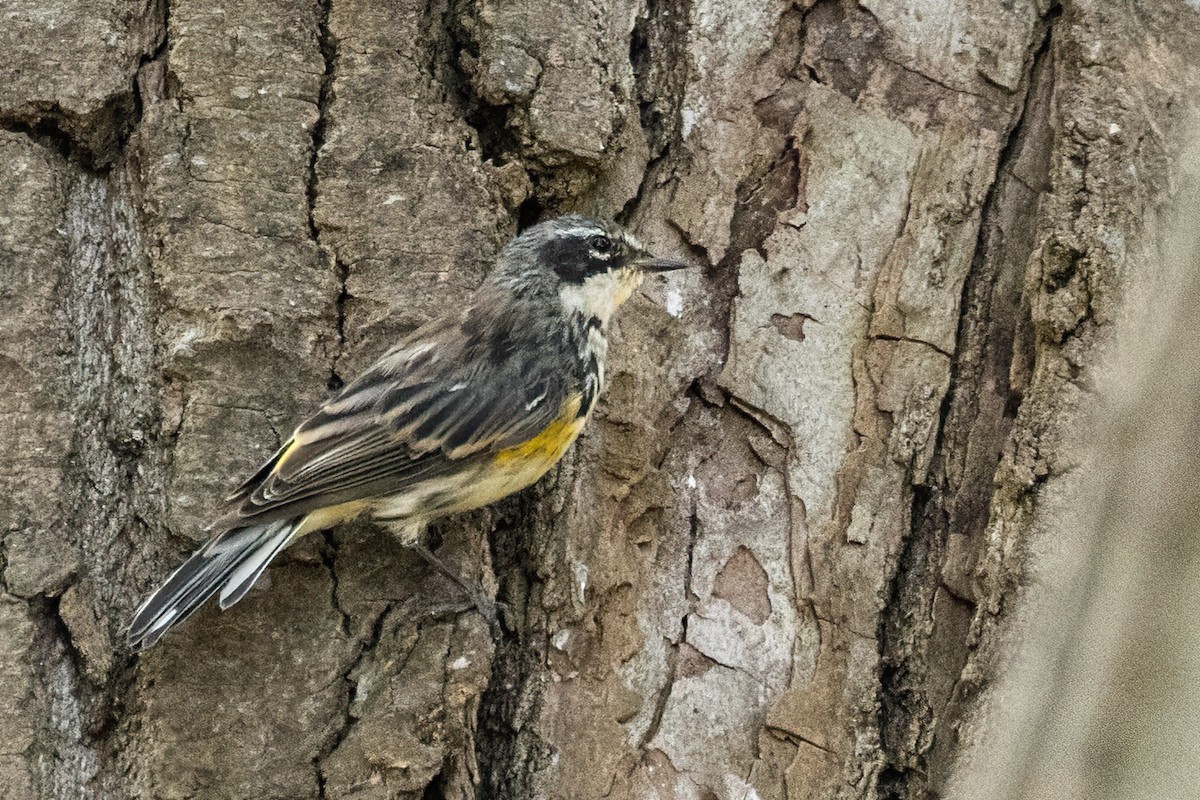 Yellow-rumped Warbler - ML488881271