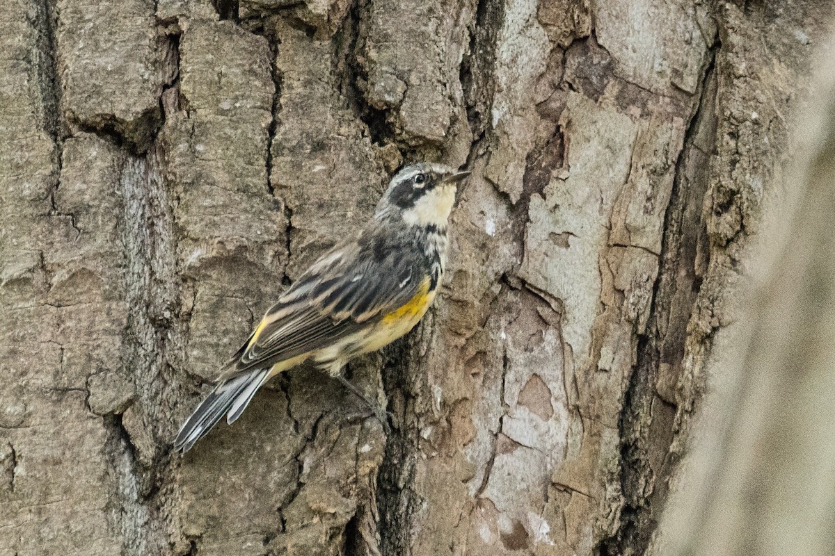 Yellow-rumped Warbler - ML488881281