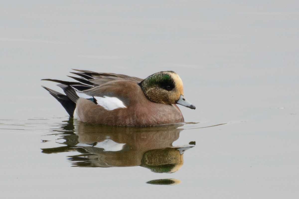 Eurasian x American Wigeon (hybrid) - ML48888131