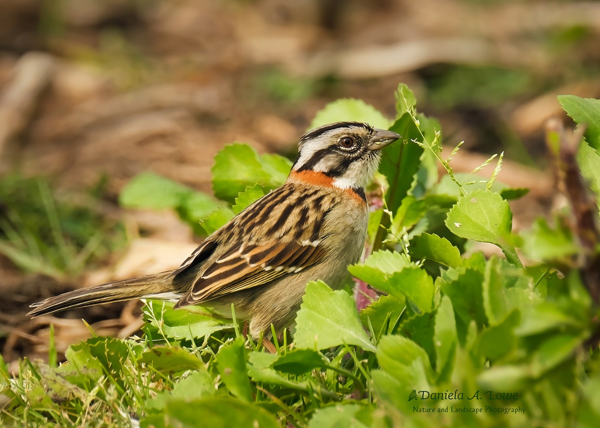 Rufous-collared Sparrow - ML488881511