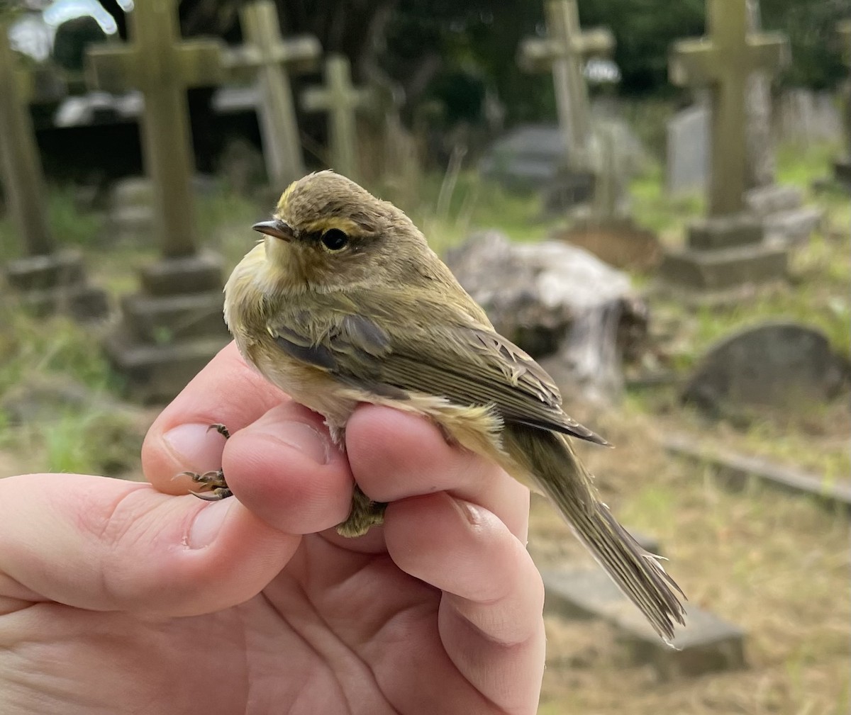 Common Chiffchaff - ML488882001