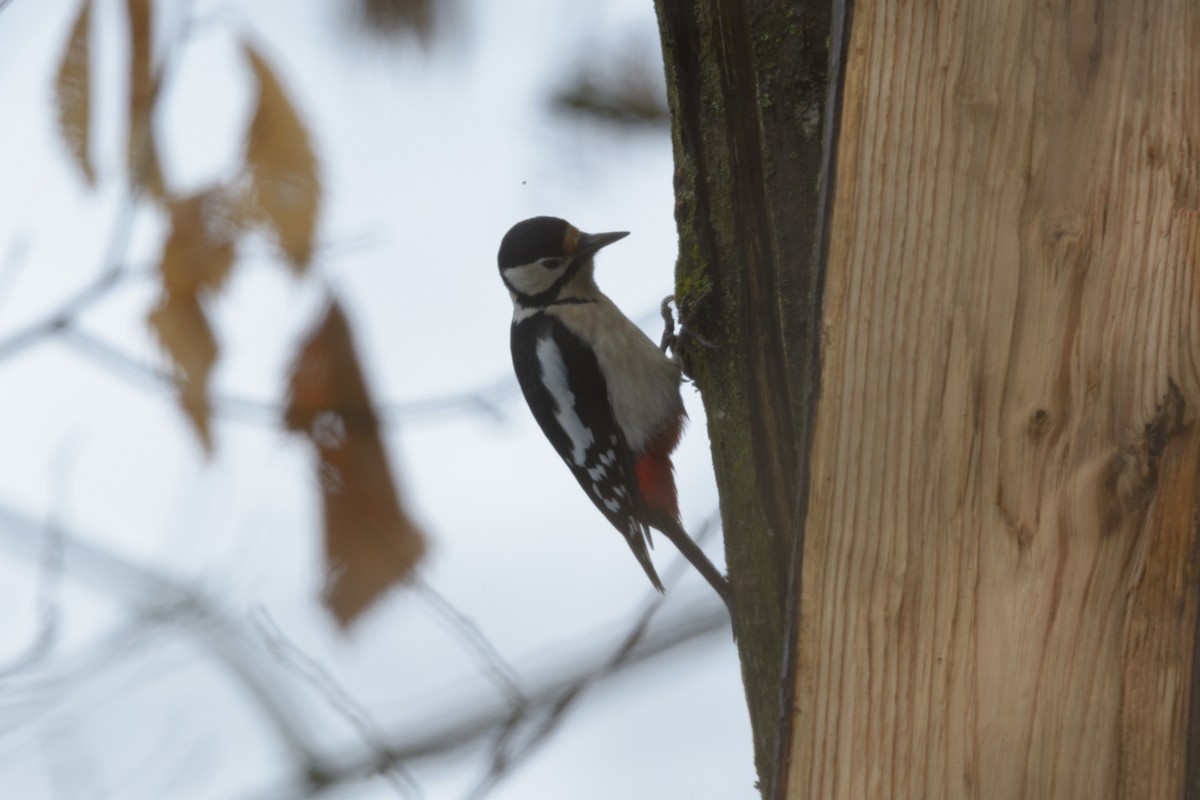 Great Spotted Woodpecker - ML48888201