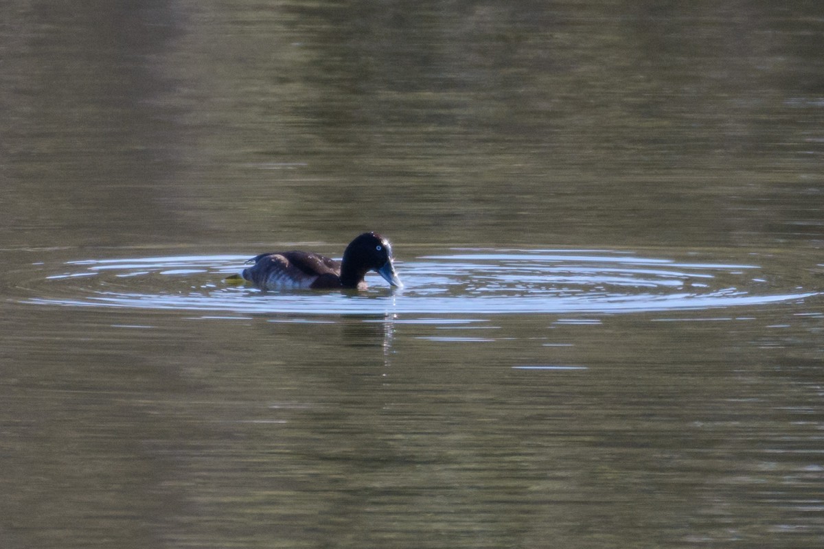 Baer's Pochard - ML48888241